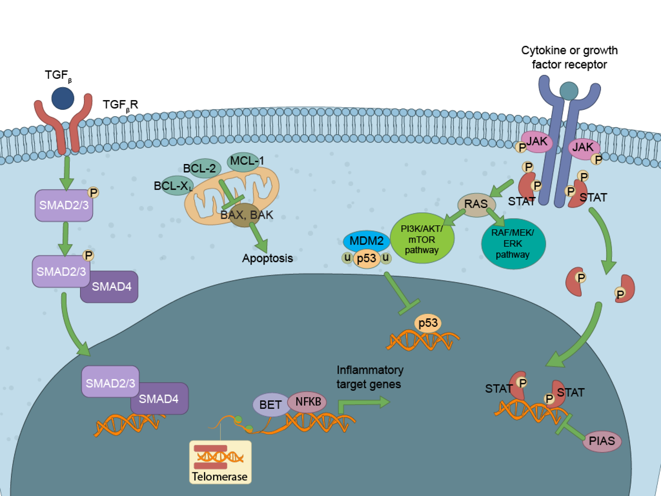 An illustration with molecules and pathways that contribute to myelofibrosis, highlighting the JAK/STAT, BCLXL/BCL2, telomerase, and MDM2